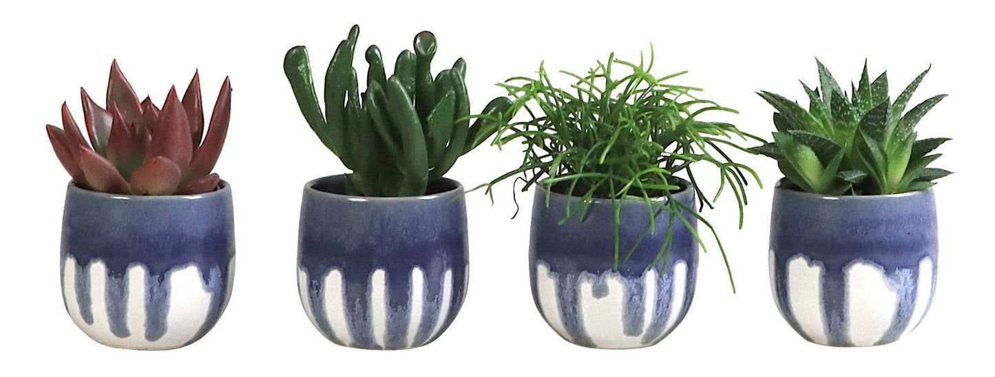 Succulenten mix (+ drp.L680) 6cm Pot