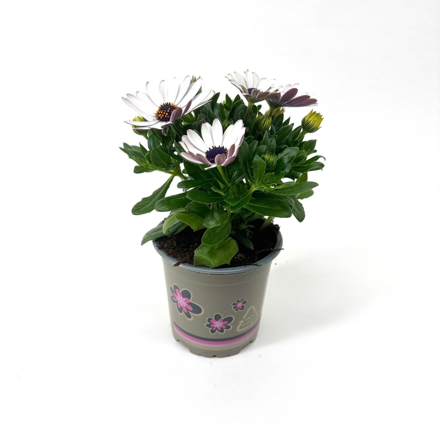 Osteospermum Margarita White 22cm 11cm Pot