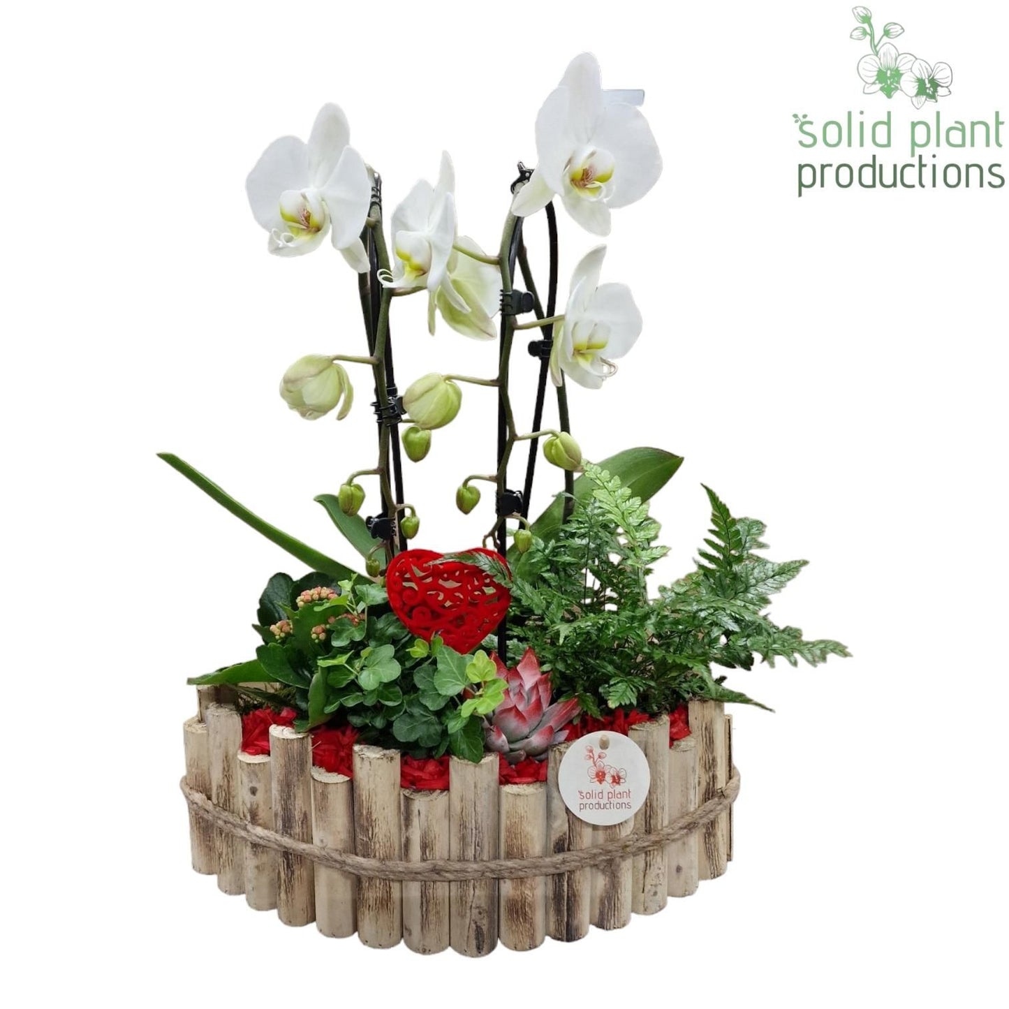 arr. Kamerplanten HVCA006RED 55cm 35cm Pot