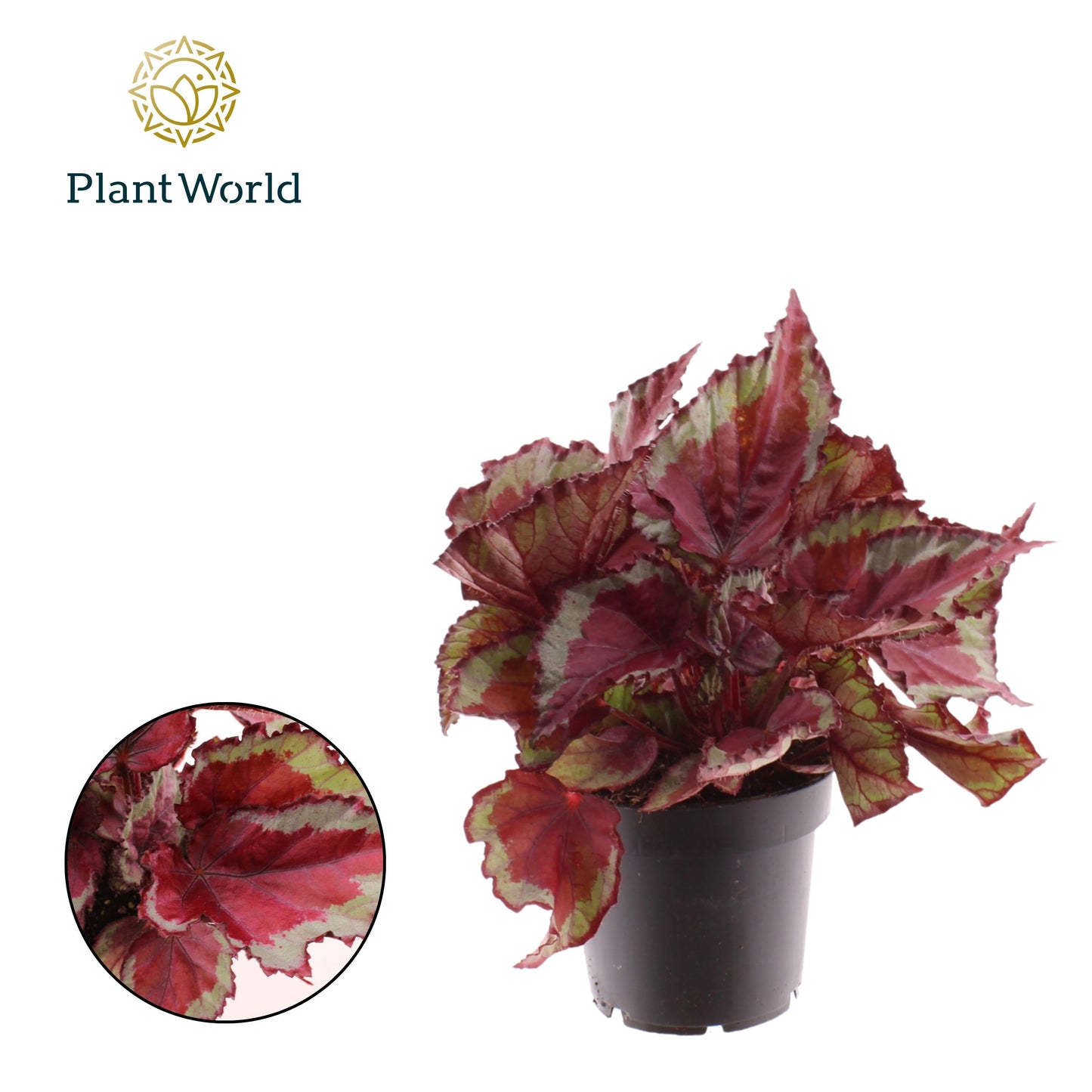 Begonia Magic Colours Spitfire 25cm 12cm Pot