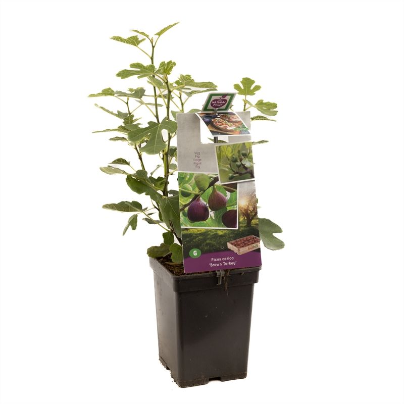 Ficus carica Brown Turkey 60cm 18cm Pot