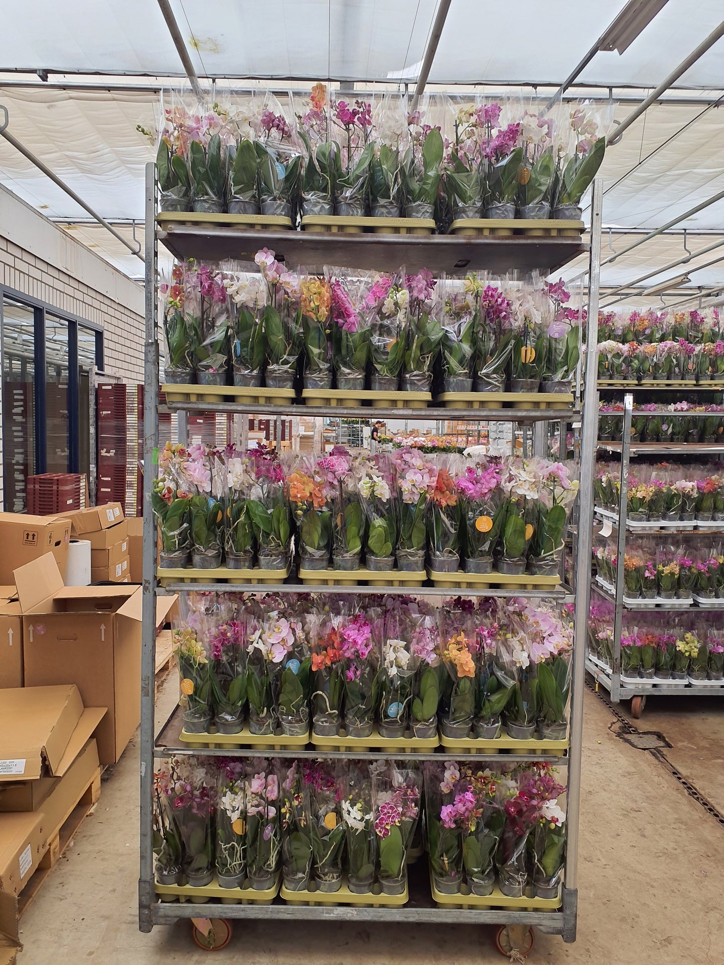 Phalaenopsis mf. mix Authentic 40cm 9cm Pot