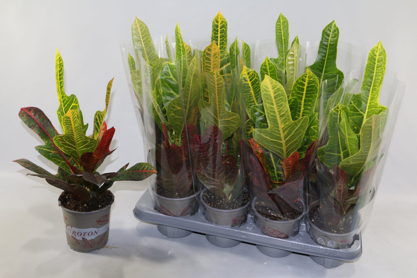 Codiaeum Excellent 35cm 13cm Pot