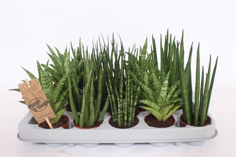 Sansevieria luxury mix 20cm 6cm Pot
