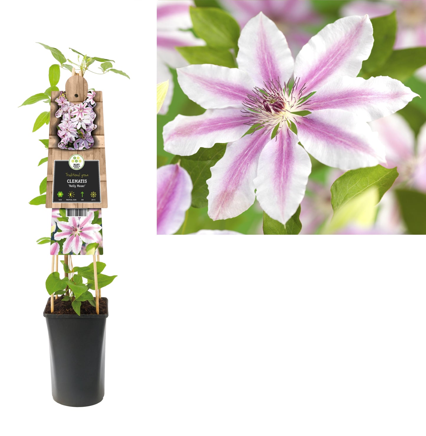 Clematis pat. Nelly Moser 75cm 17cm Pot