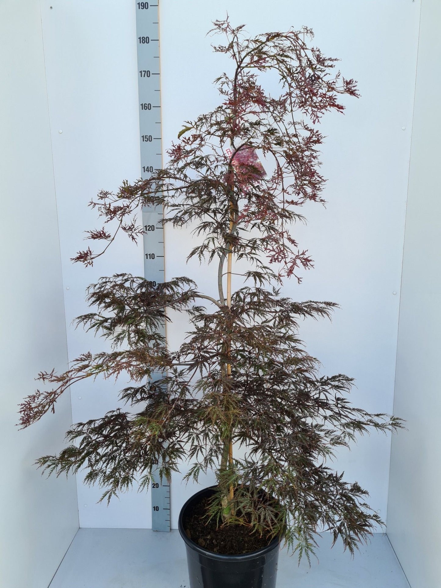 Acer palm. Inaba-shidare 160cm 36cm Pot