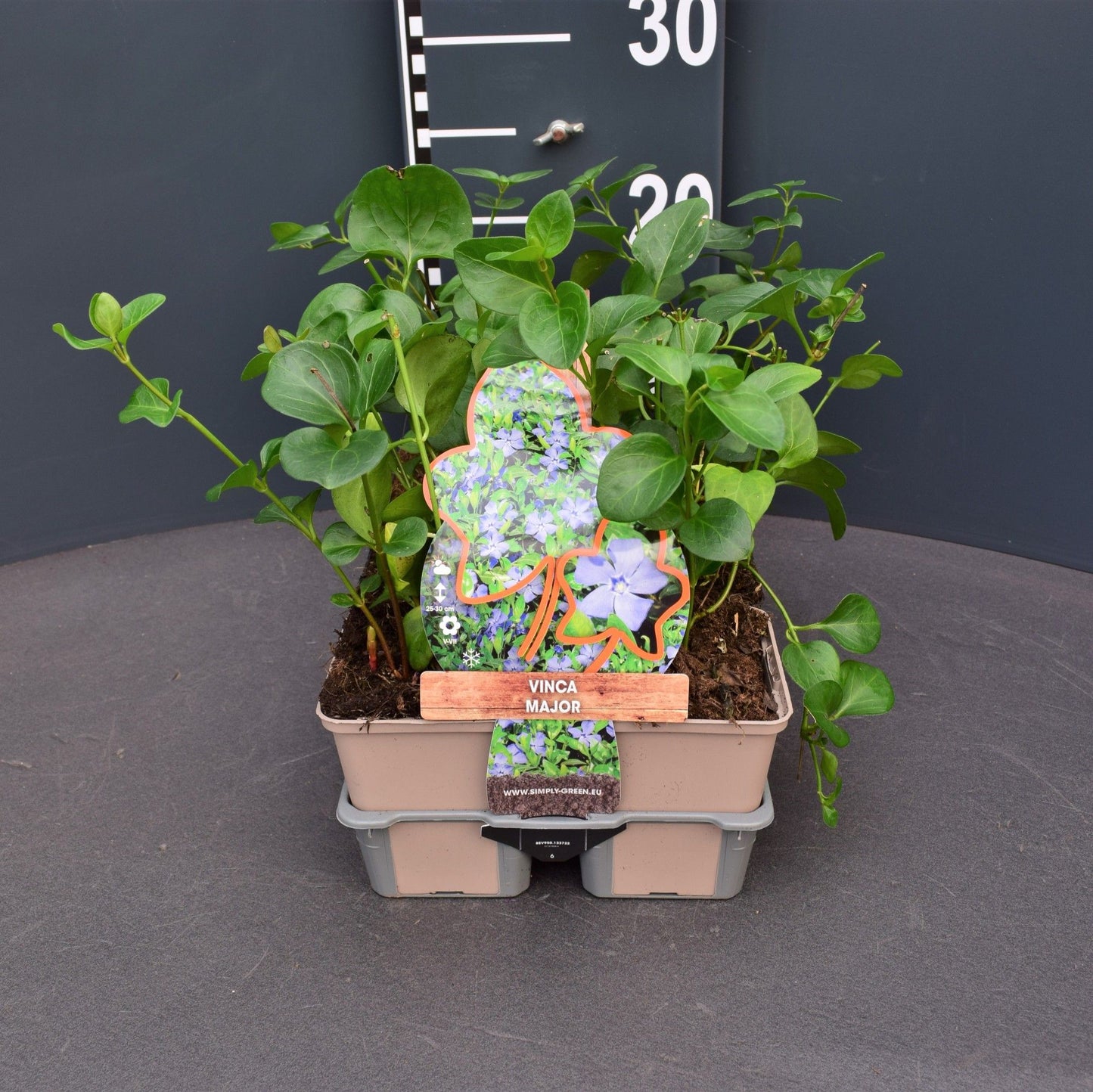 Vinca major 6-pack 5cm 9cm Pot