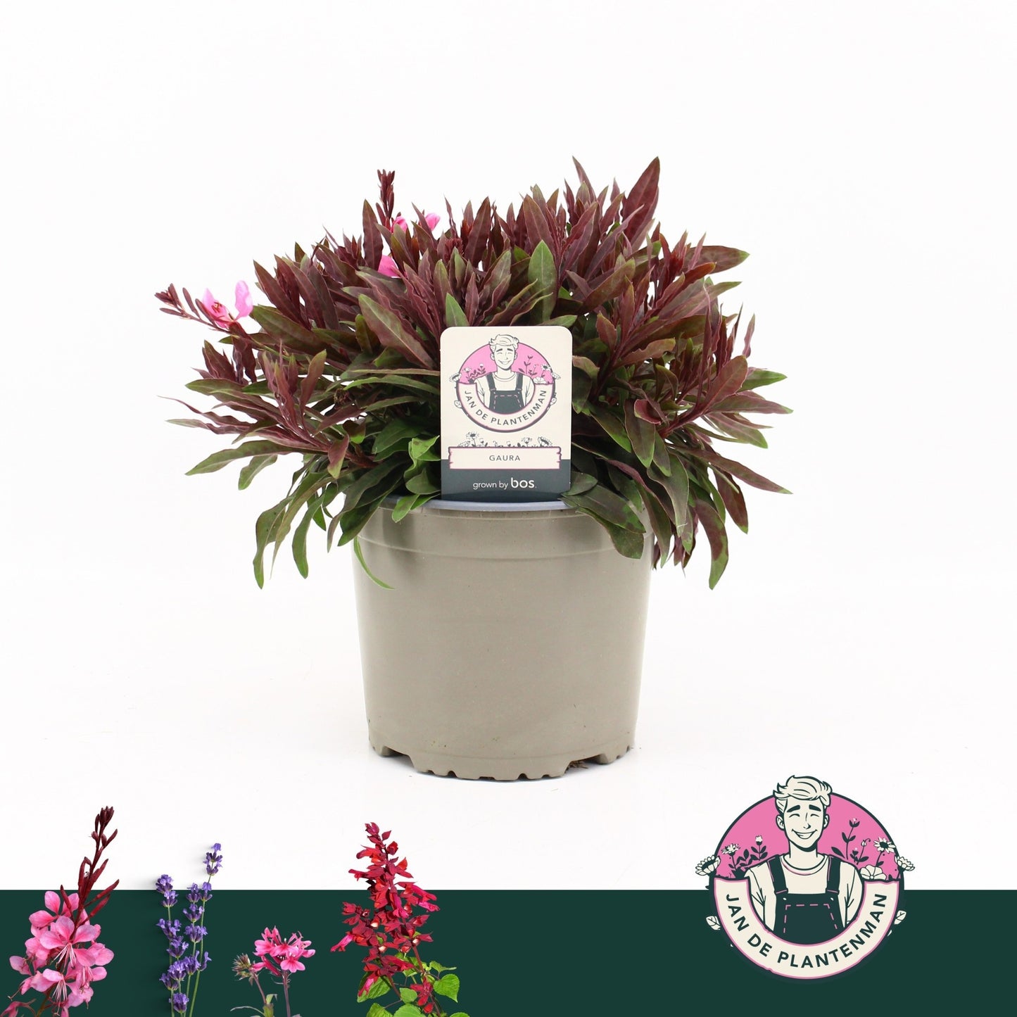 Gaura Gaudi Rose 30cm 17cm Pot