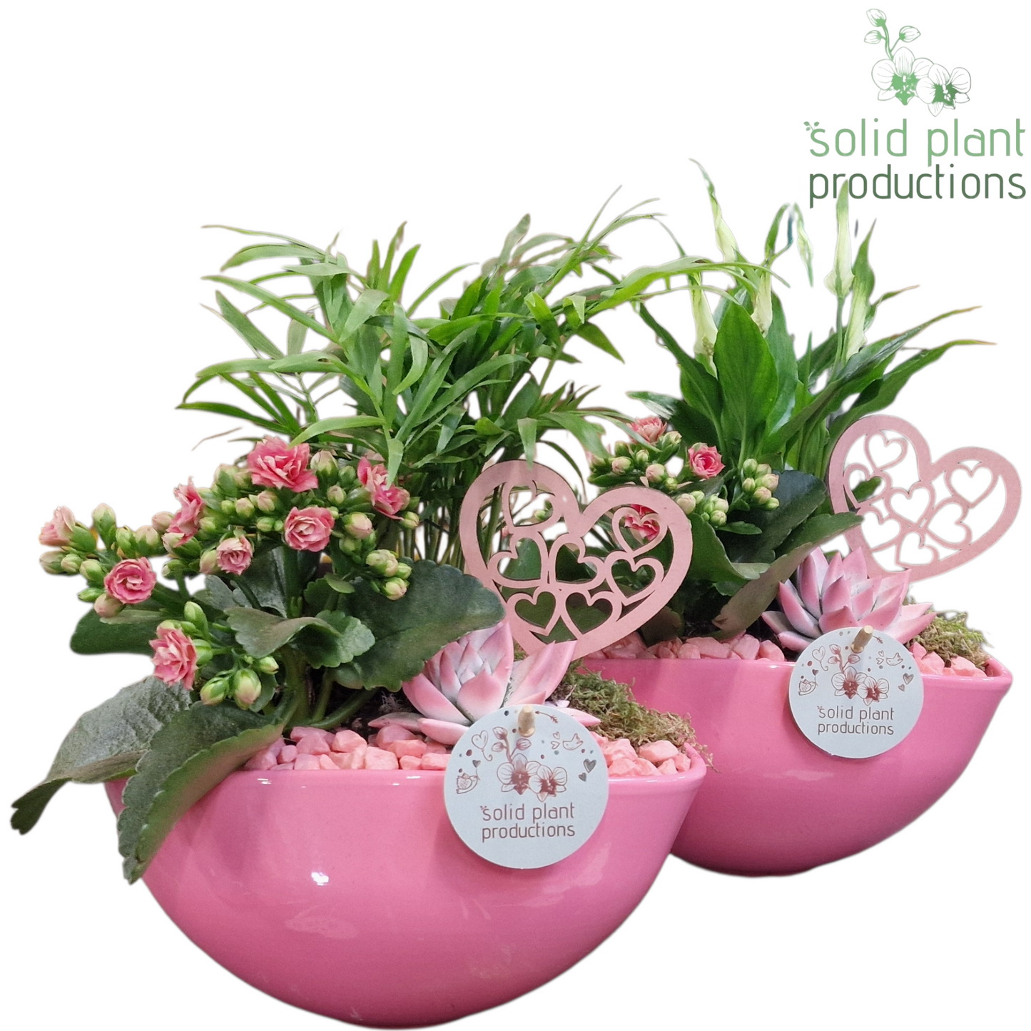 arr. Kamerplanten SCE005 PV 35cm 22cm Pot