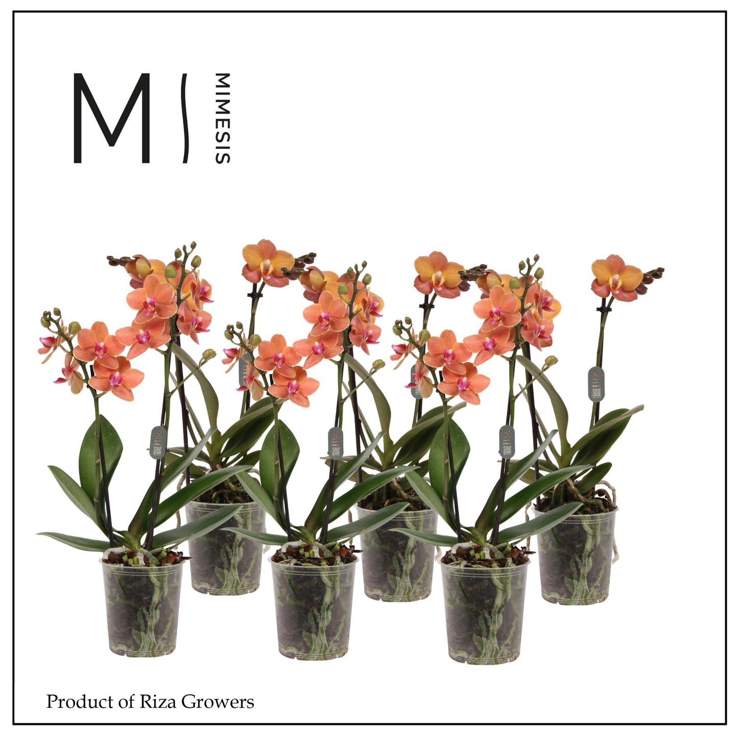 Phalaenopsis Orange 35cm 9cm Pot