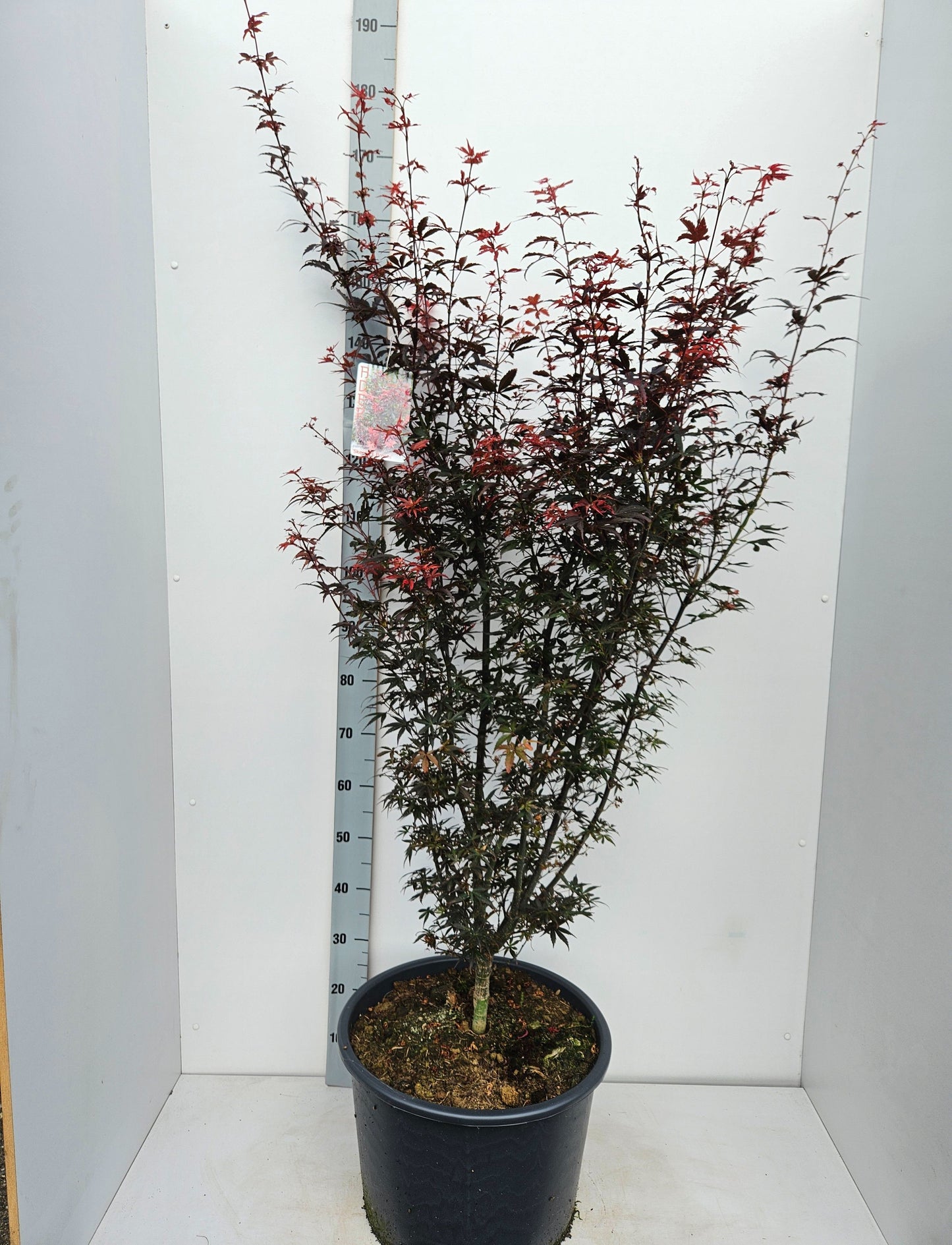 Acer palm. Skeeters Broom 170cm 43cm Pot