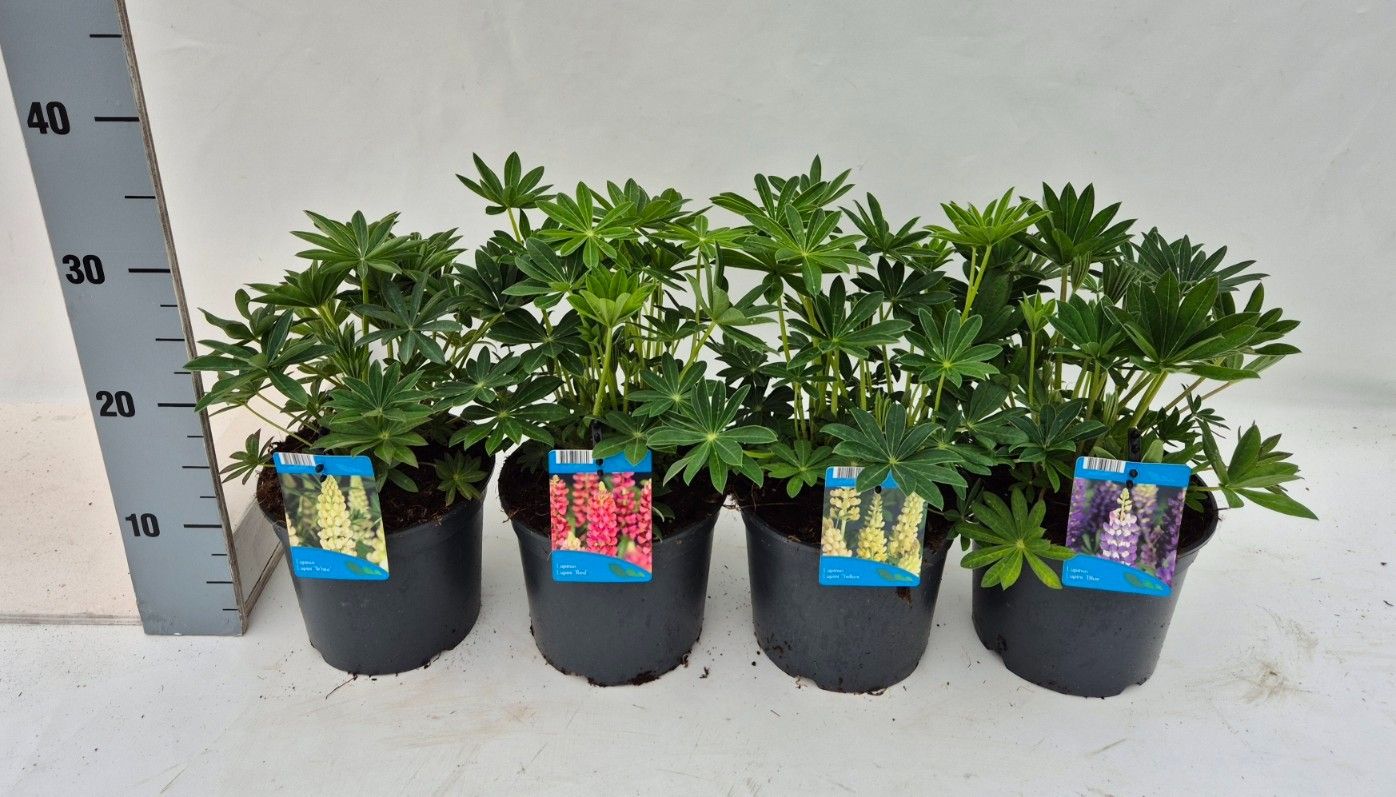Lupinus pol. Lupini mix 30cm 17cm Pot