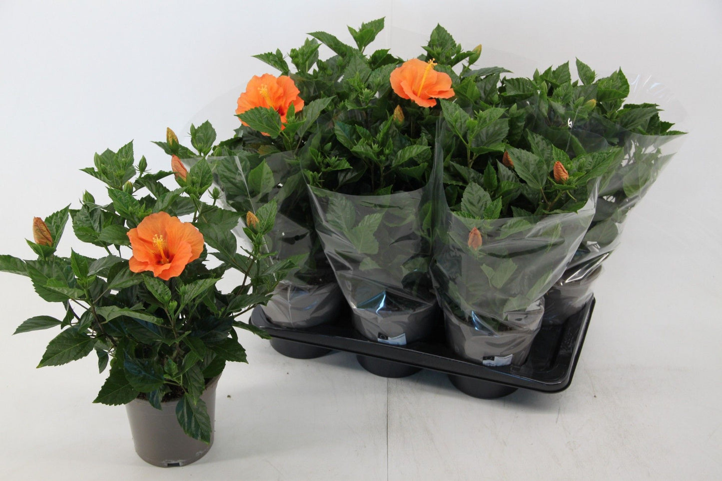 Hibiscus rosa-sinesis Bombay 50cm 17cm Pot