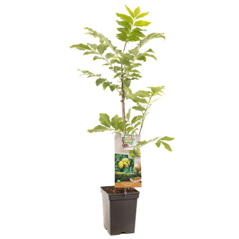 Fruit/Shrub Climber mix 80cm 18cm Pot