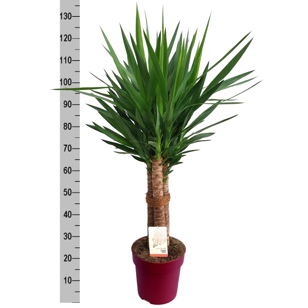Yucca branched 110cm 27cm Pot