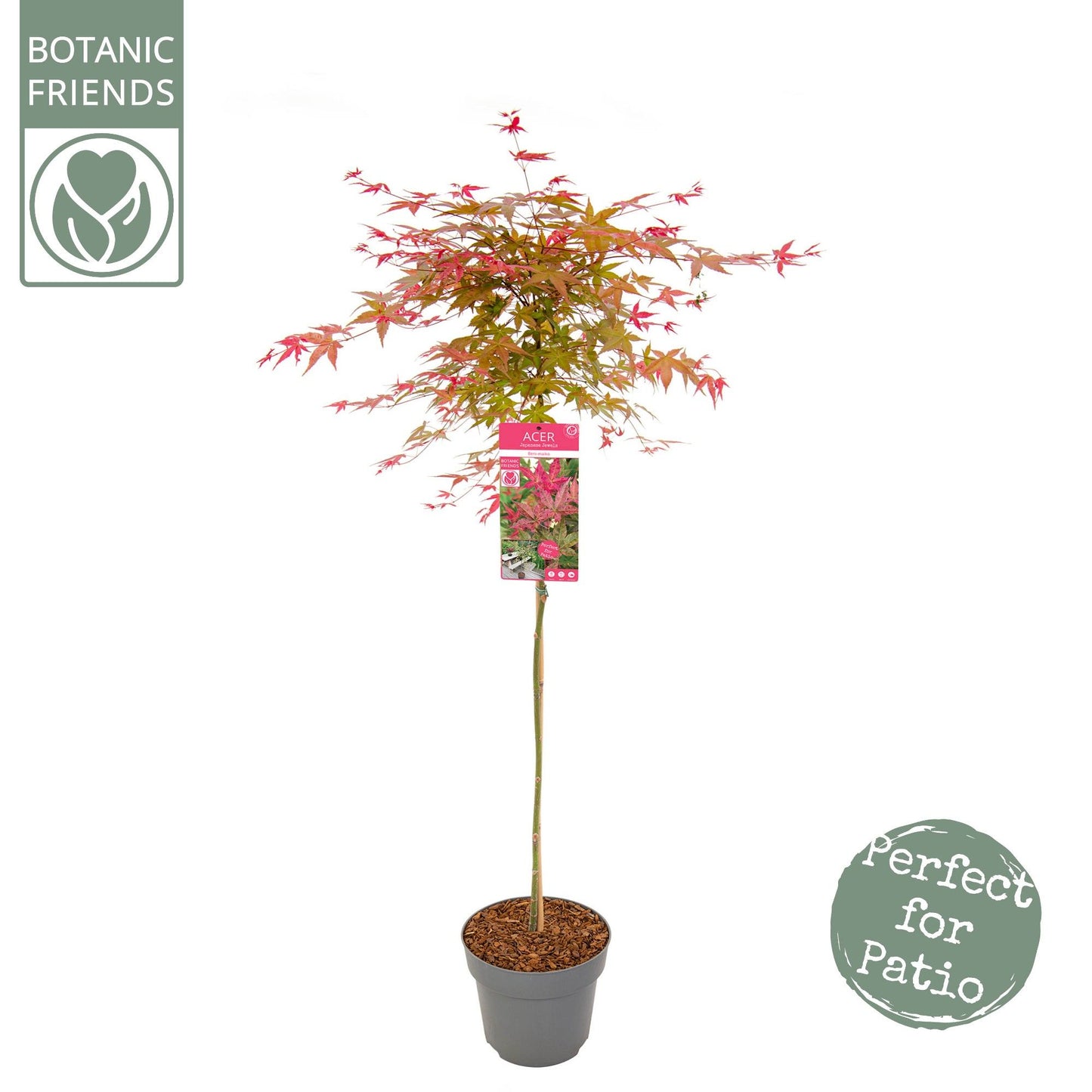 Acer Beni-maiko 150cm 24cm Pot