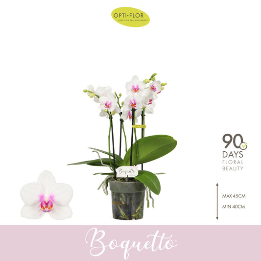 Phalaenopsis mf Boquetto Passione 40cm 12cm Pot