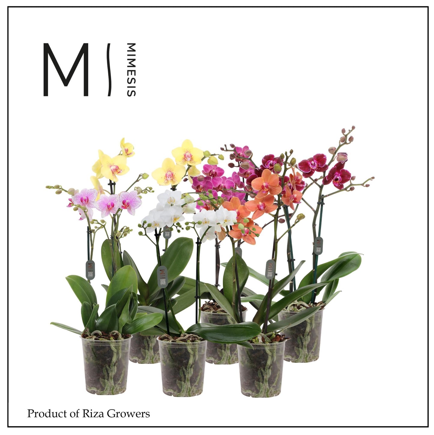 Phalaenopsis mix 50cm 12cm Pot