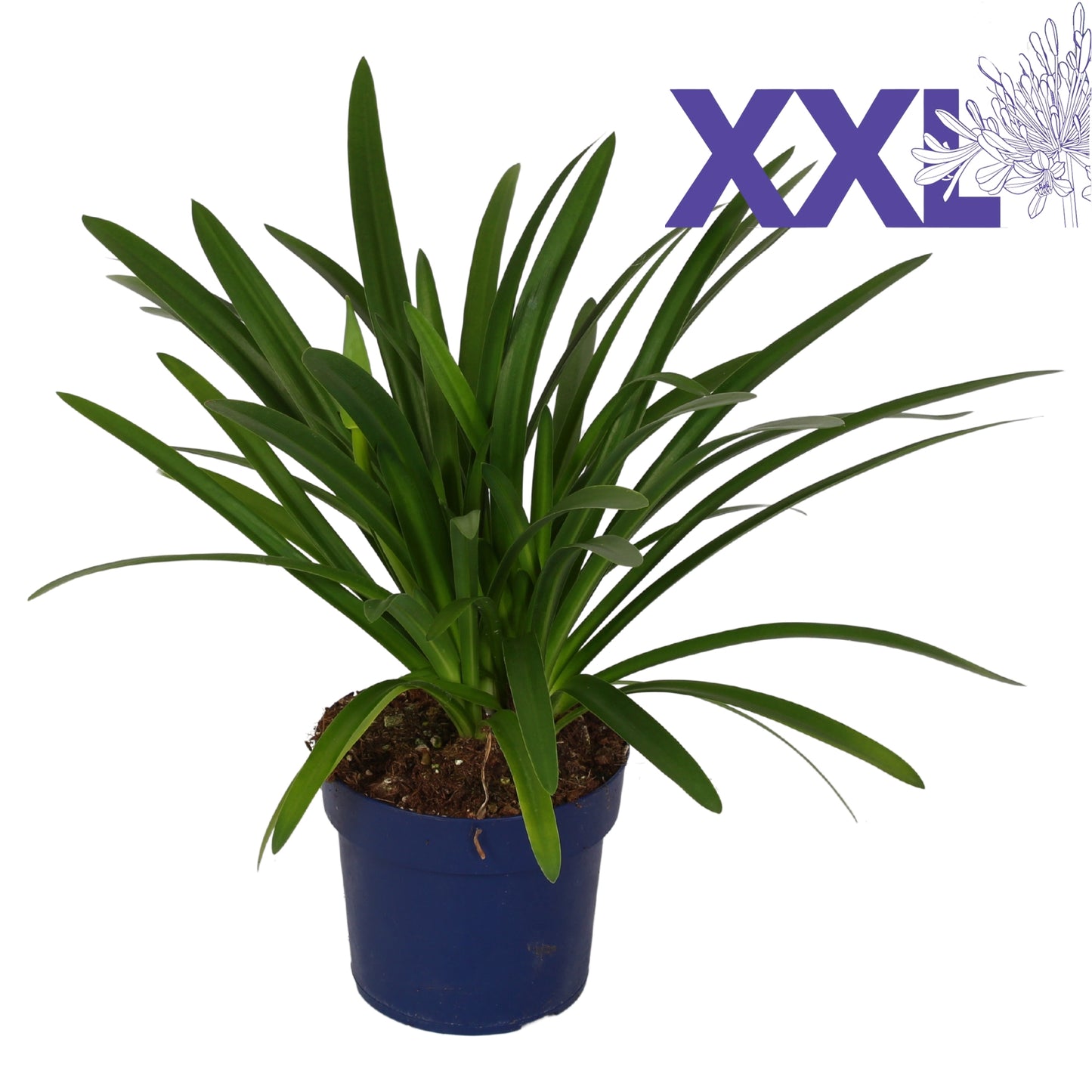 Agapanthus Eydori Blue 70cm 19cm Pot