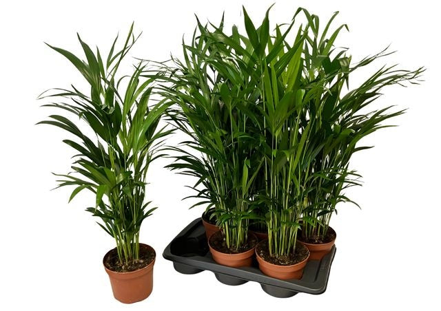 Dypsis lutescens 75cm 17cm Pot