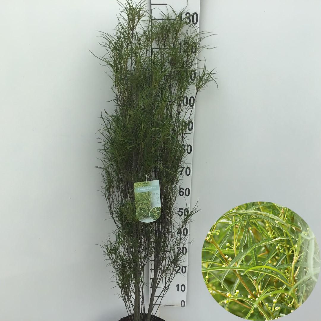 Conifer & shrub mix 100cm 29cm Pot
