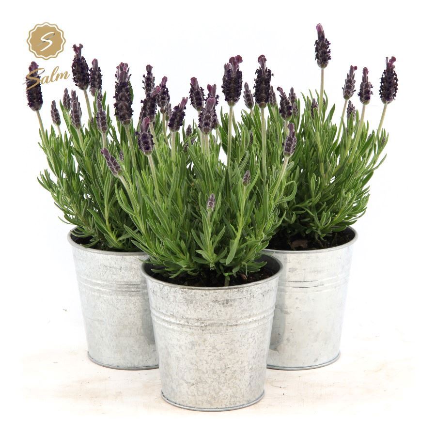 Lavan. Anouk (+drp. Zinc Old-Look) 37cm 12cm Pot