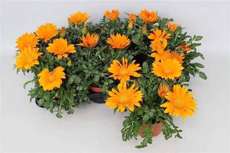Gazania Kiss Orange 20cm 13cm Pot