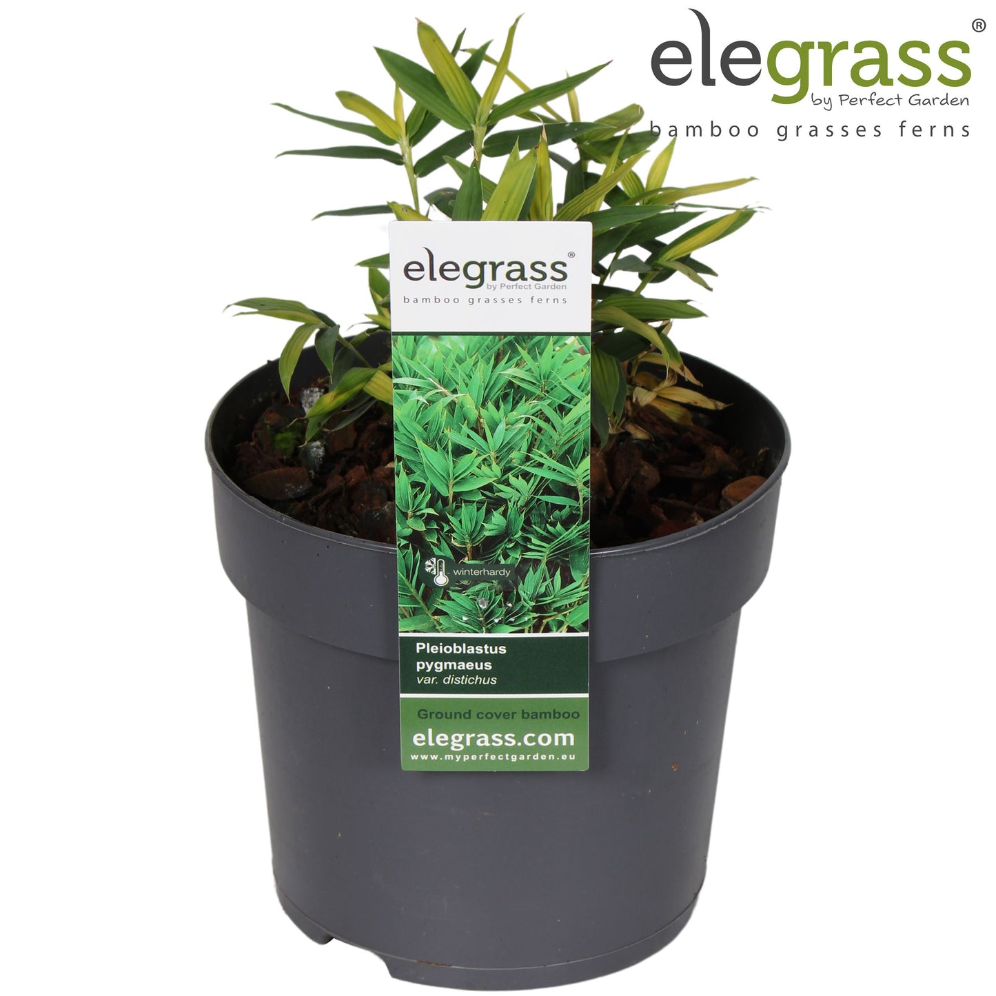 Pleioblastus distichus 40cm 14cm Pot
