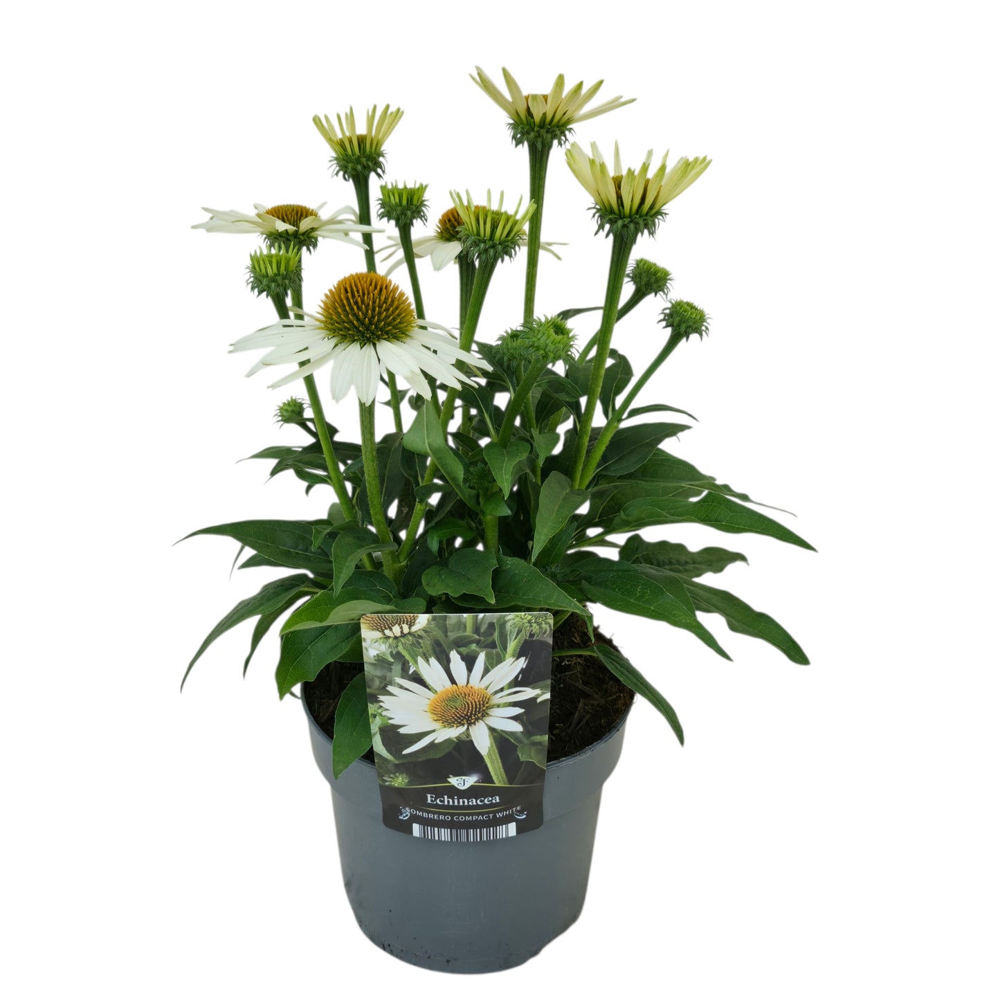 Echinacea Sombrero Compact White 50cm 17cm Pot