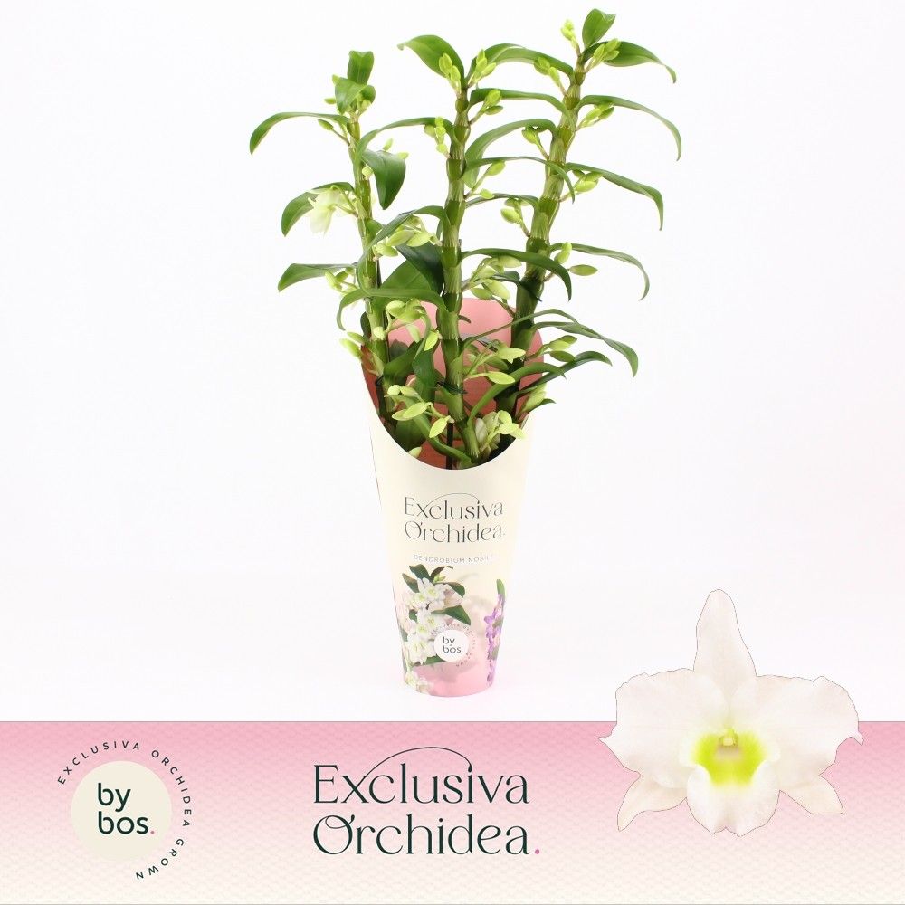 Dendrobium Apollon potcover 50cm 12cm Pot
