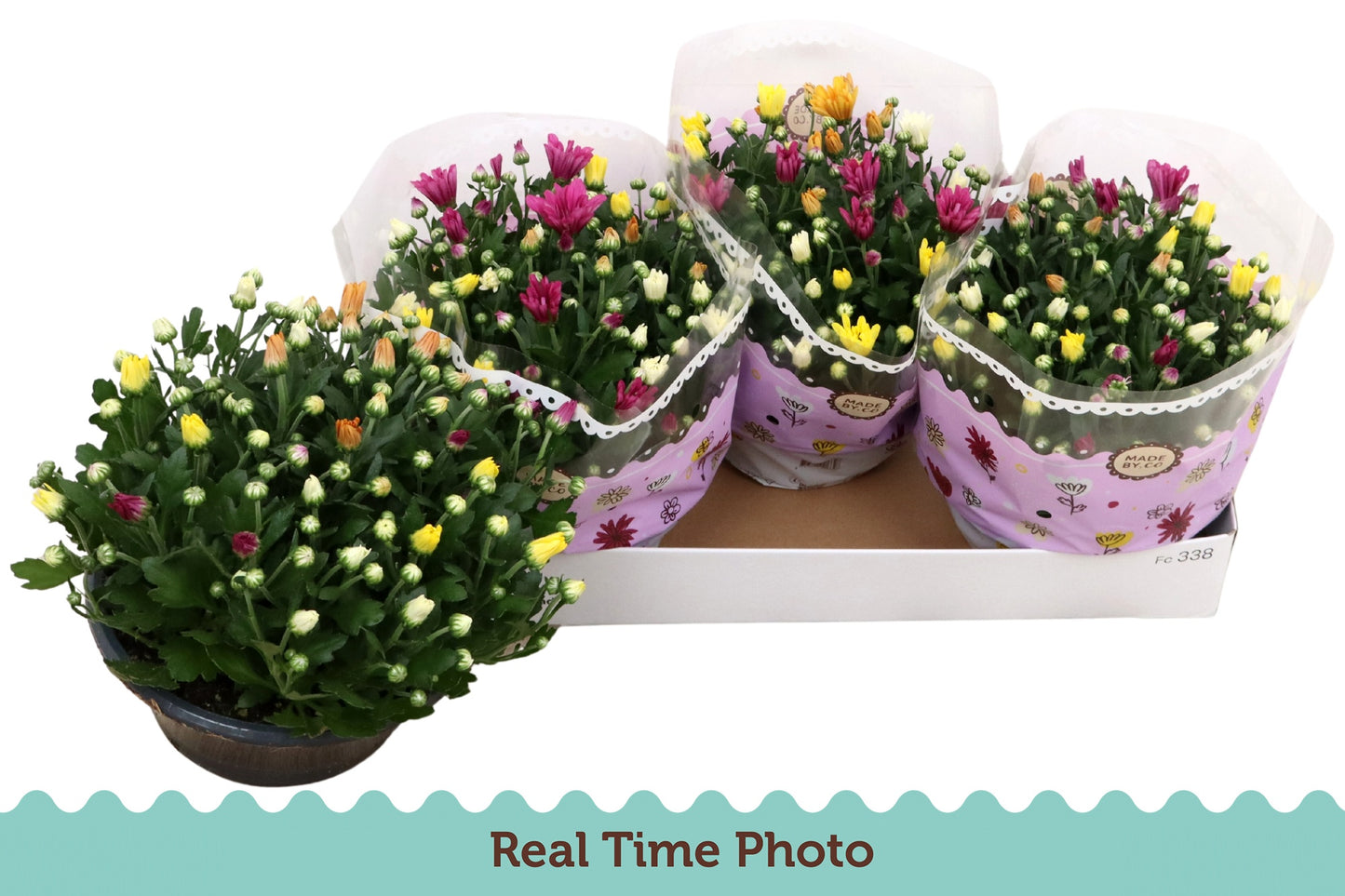 Chrysanthemum carnaval mix 25cm 23cm Pot