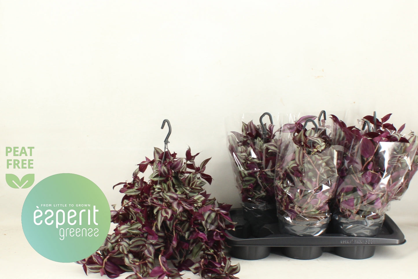 Tradescantia zebrina 31cm 17cm Pot