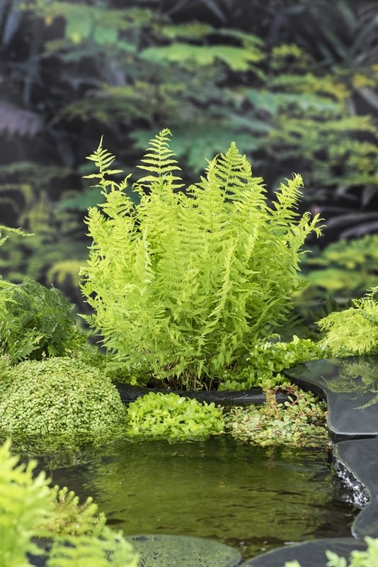 Thelypteris palustris 20cm 9cm Pot