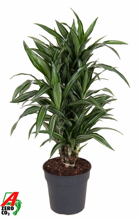 Dracaena frag. Ulises branched 90cm 24cm Pot