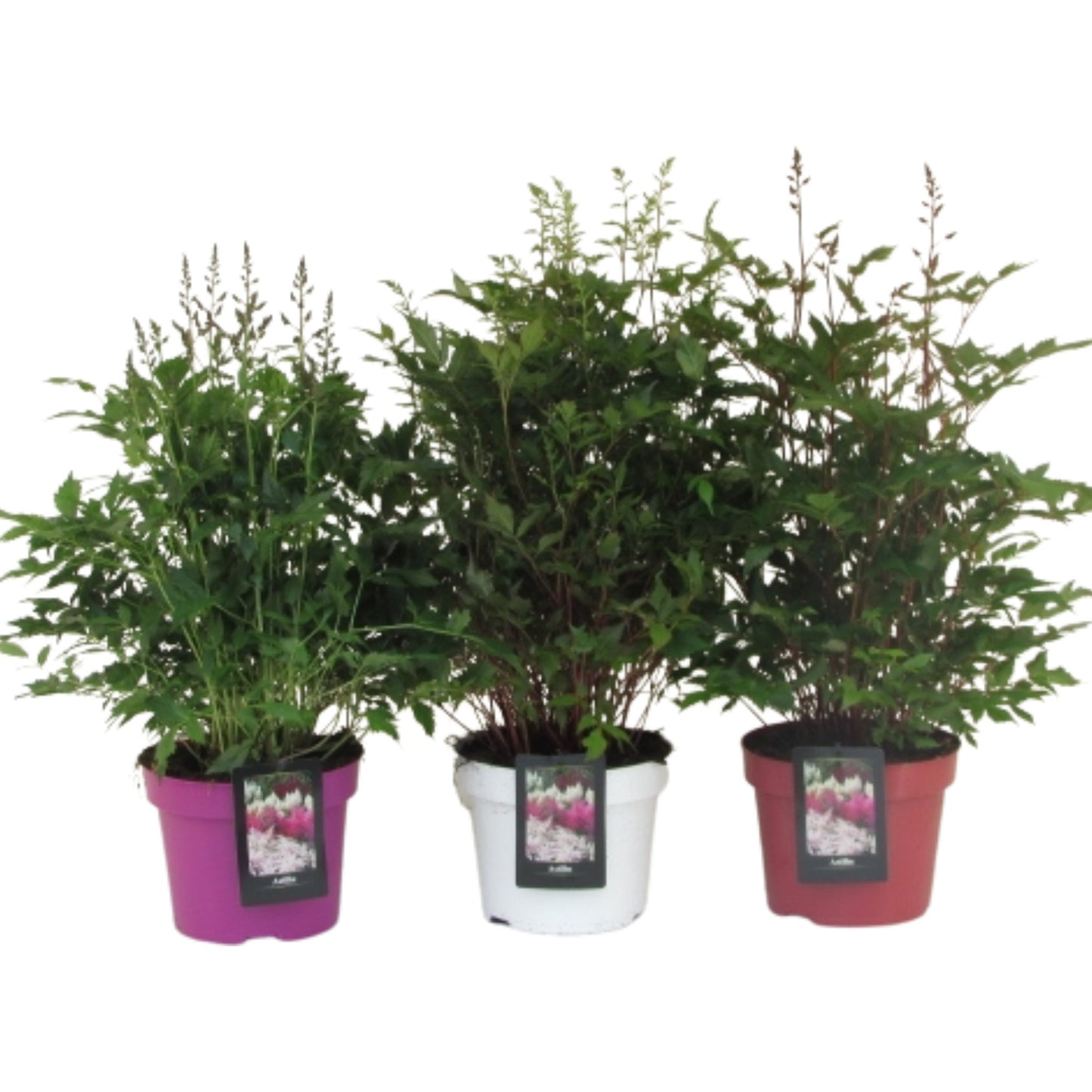 Astilbe mix 50cm 23cm Pot