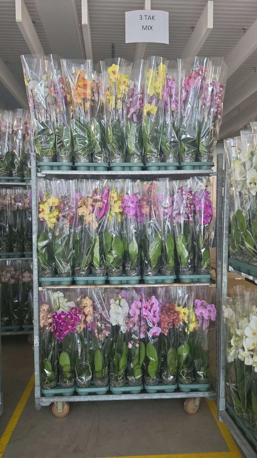 Phalaenopsis mix Mimesis 70cm 12cm Pot