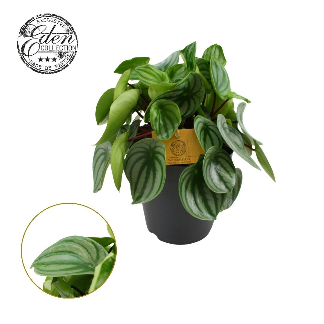 Peperomia Argyreia Watermelon 25cm 15cm Pot