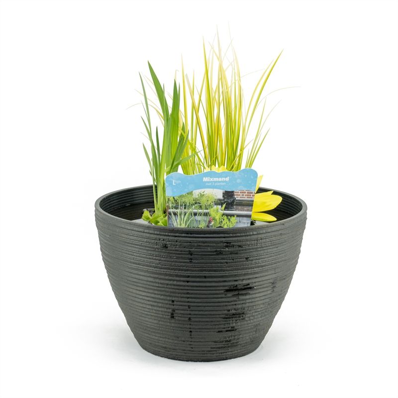 Water plant in deluxe terrace vase 35cm 40cm Pot