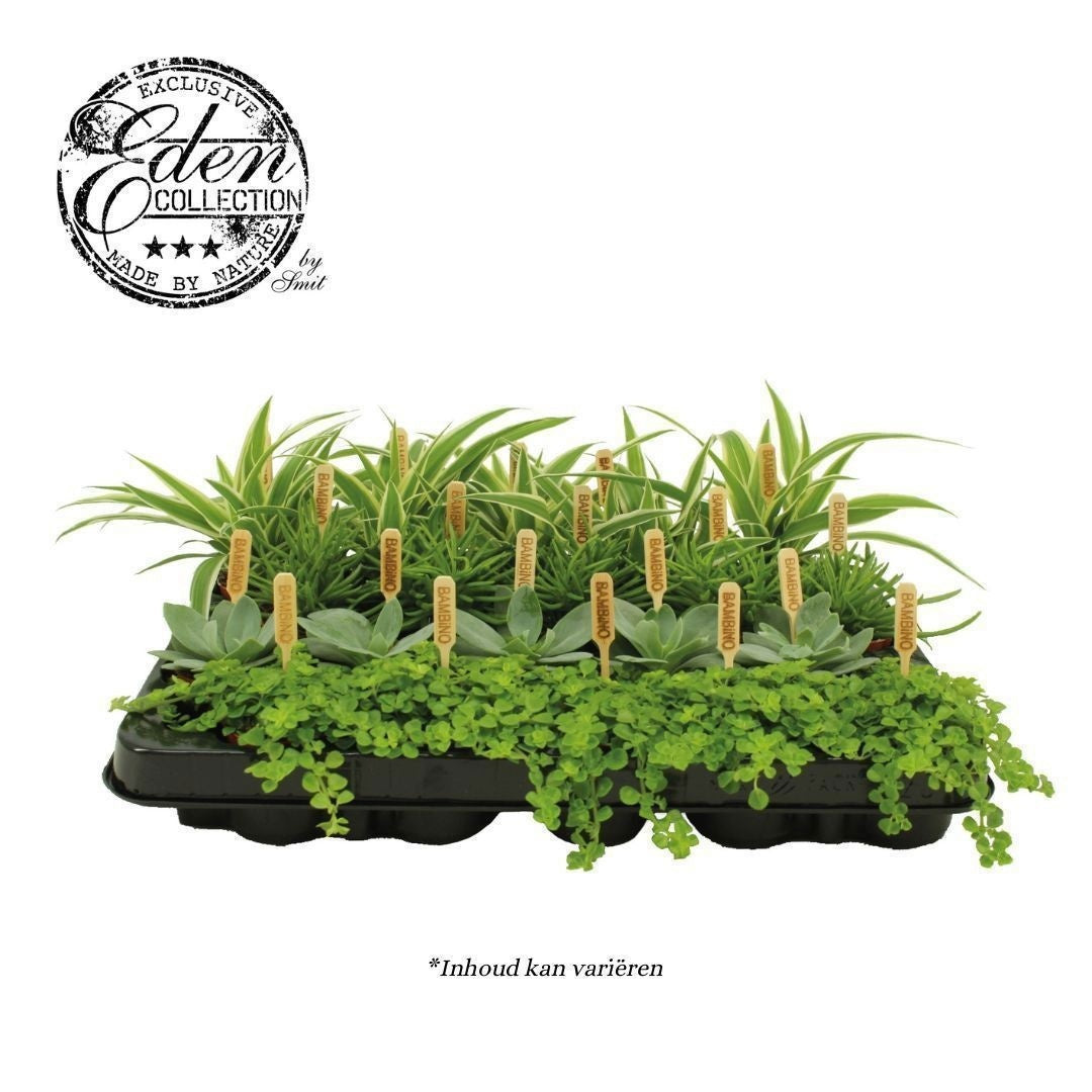 Foliage houseplants mix 10cm 5.5cm Pot