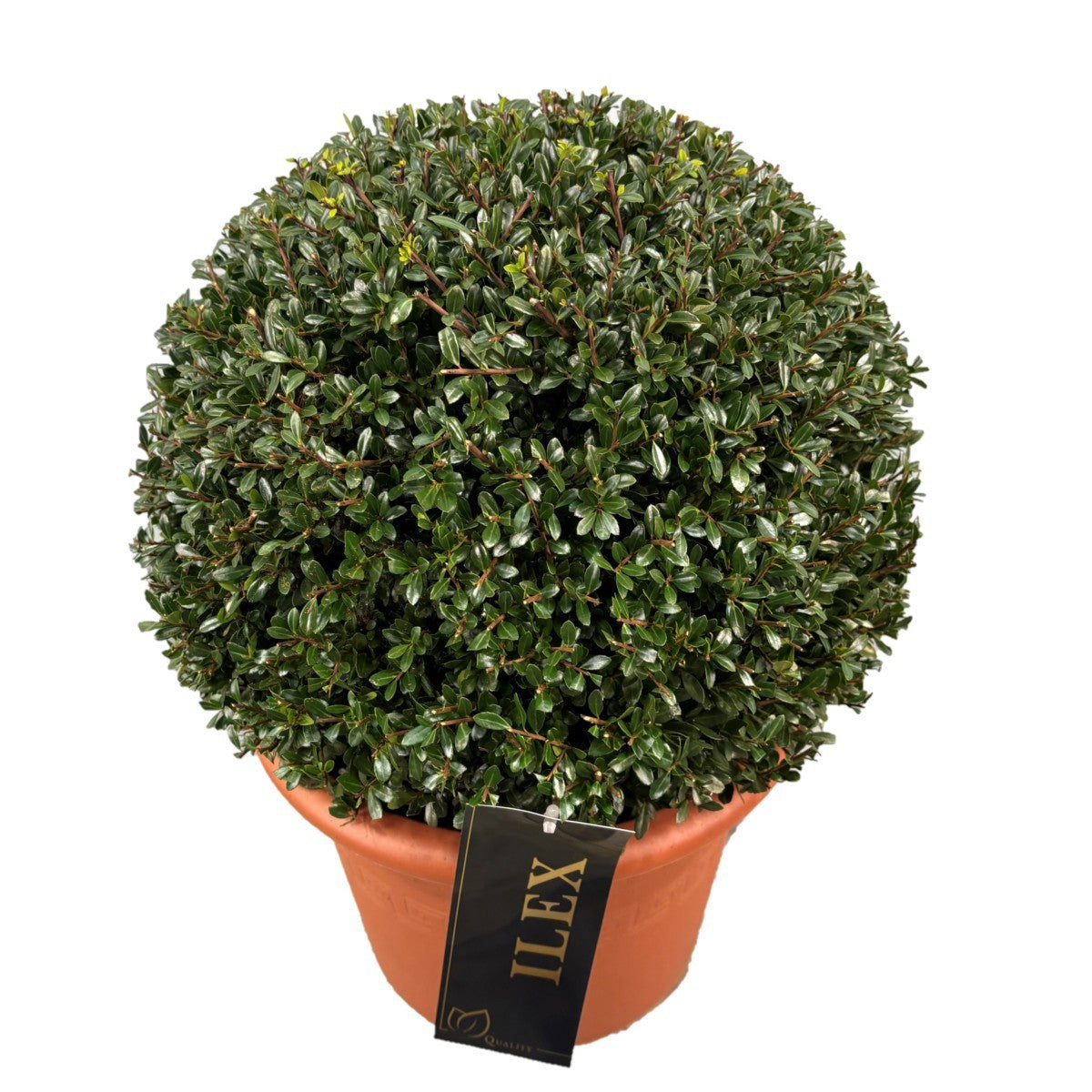 Ilex cren. Stokes ball 35cm 28cm Pot