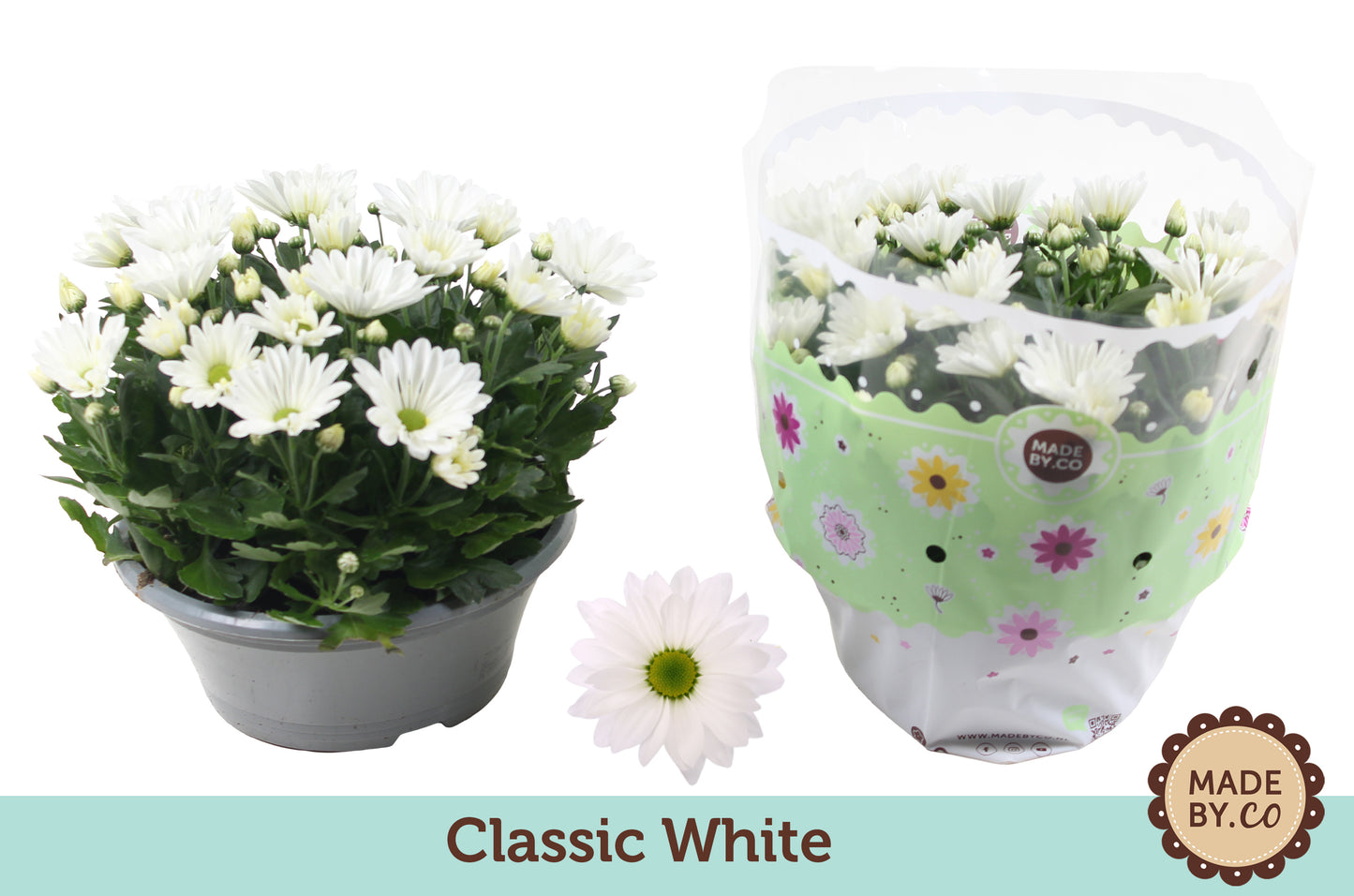 Chrysanthemum white 27cm 23cm Pot
