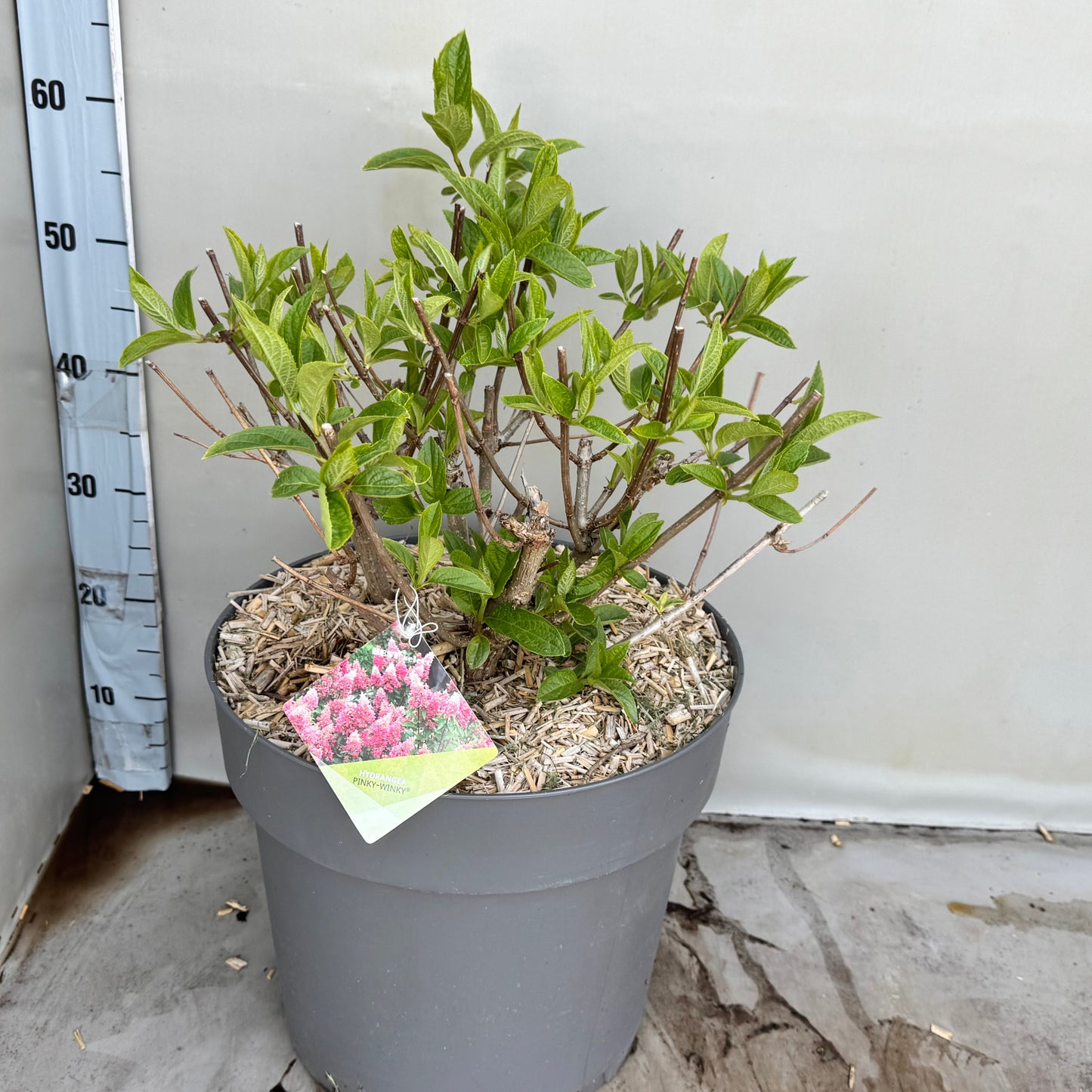 Hydrangea paniculata 55cm 35cm Pot