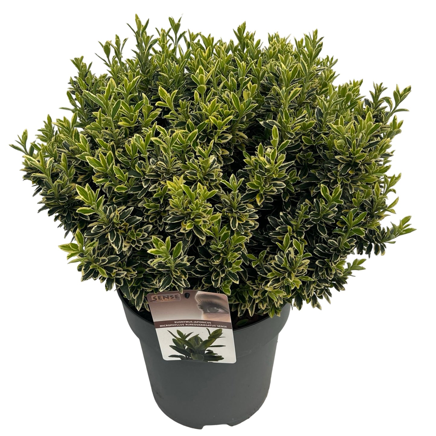 Euonymus japonicus Microphyllus Aureovariegatus 50cm 27cm Pot