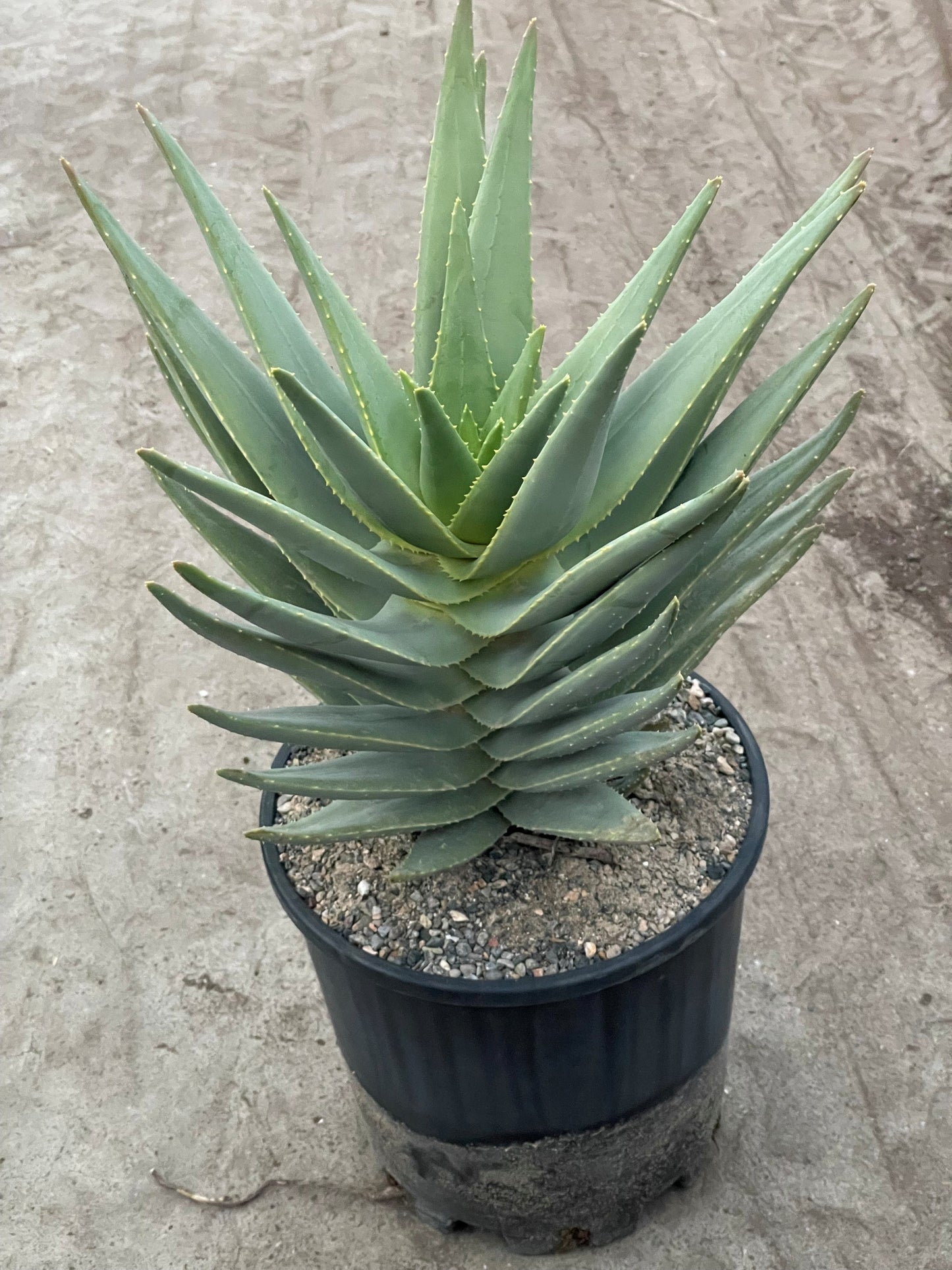 Aloe distans 35cm 25cm Pot