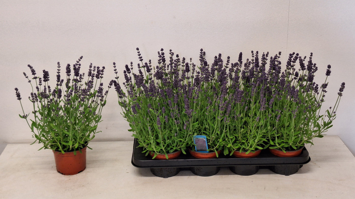 Lavandula ang. Ardeche Blue 27cm 12cm Pot
