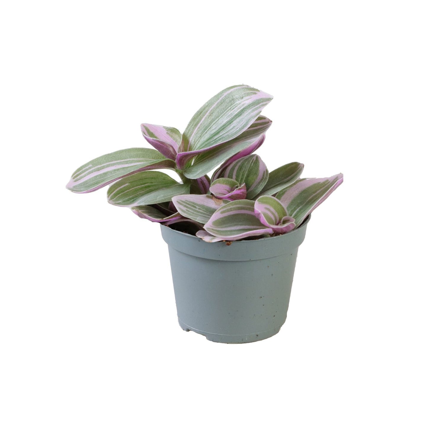 Tradescantia Sweetness 8cm 6cm Pot