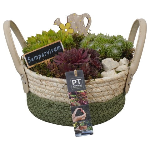 PTS7398 Arrangementen Sempervivum 18cm 21cm Pot