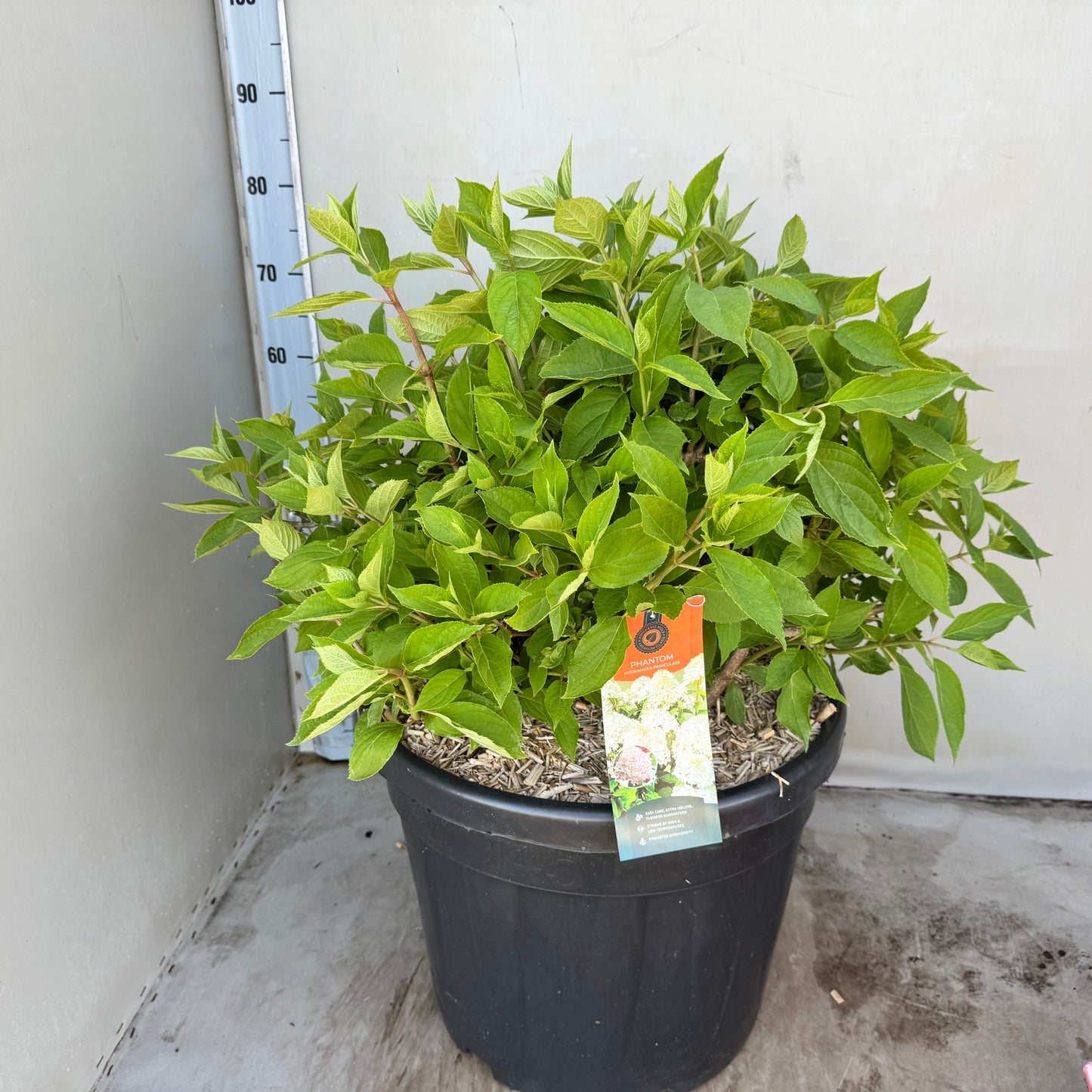 Hydrangea paniculata 80cm 45cm Pot