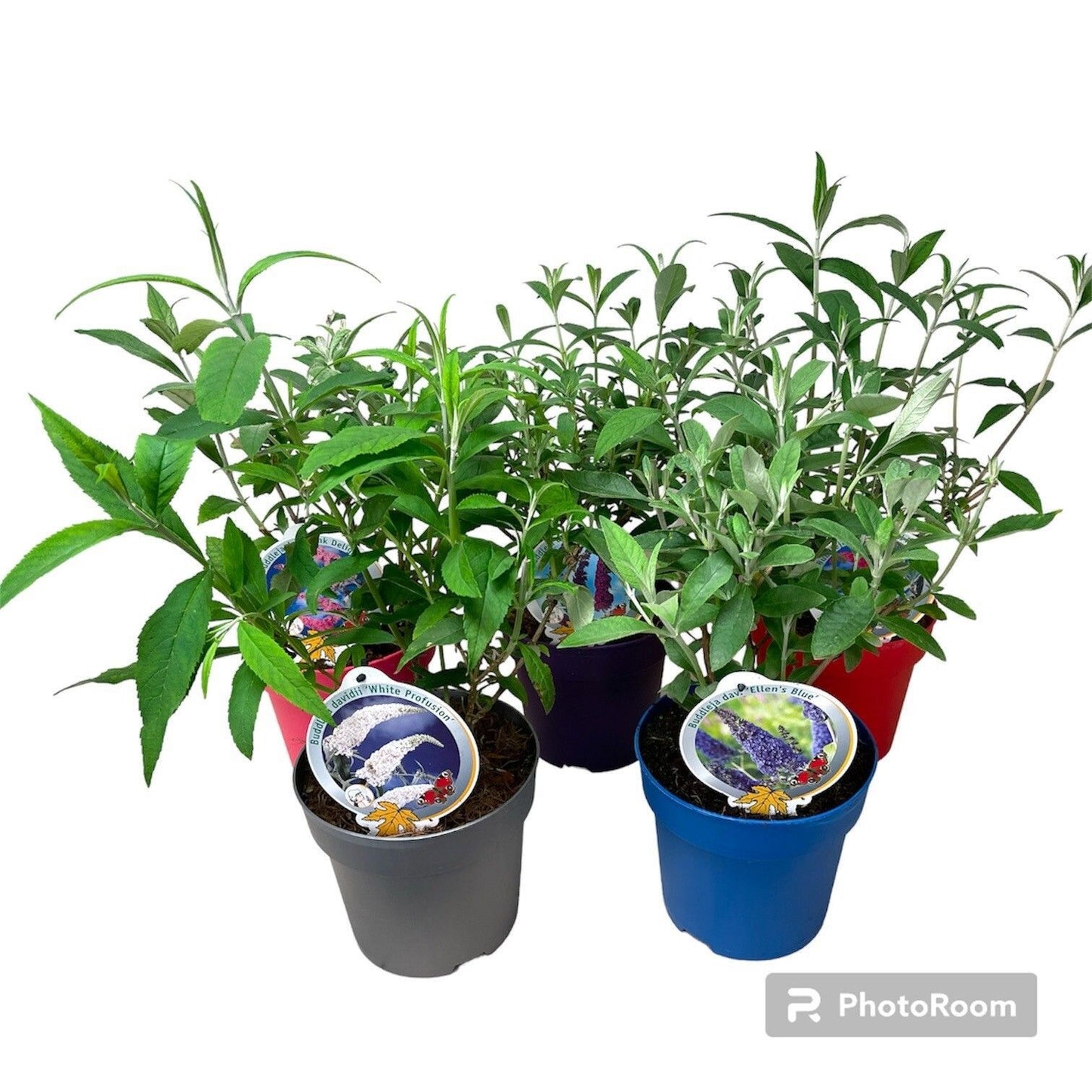 Buddleja davidii mix 50cm 19cm Pot