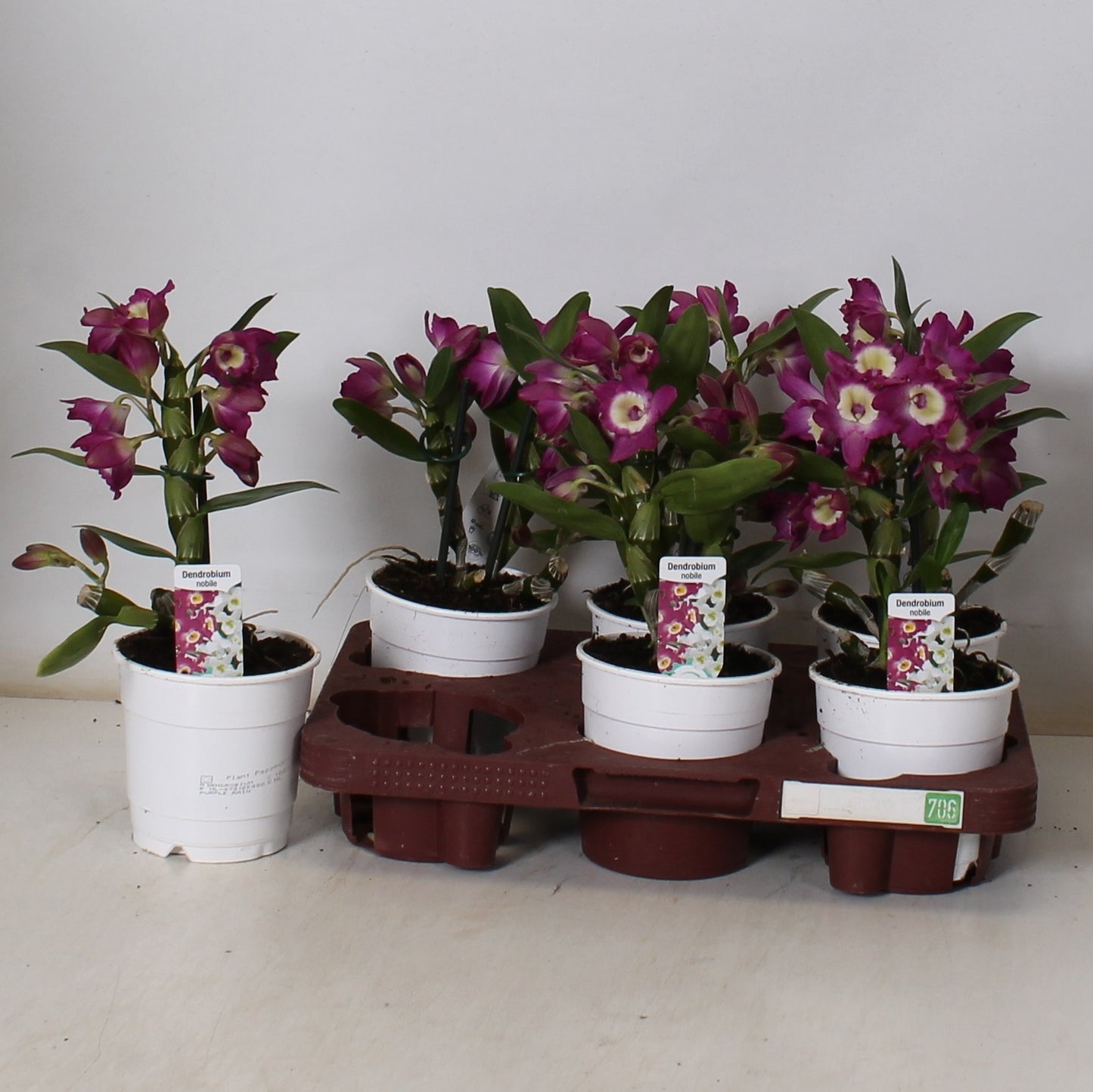 Dendrobium nobile 30cm 12cm Pot